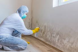 Trusted Bridgeport, OH Mold Removal Services Experts